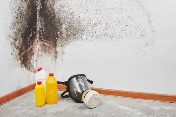Best Office Mold Removal Services  in Sonoma, CA