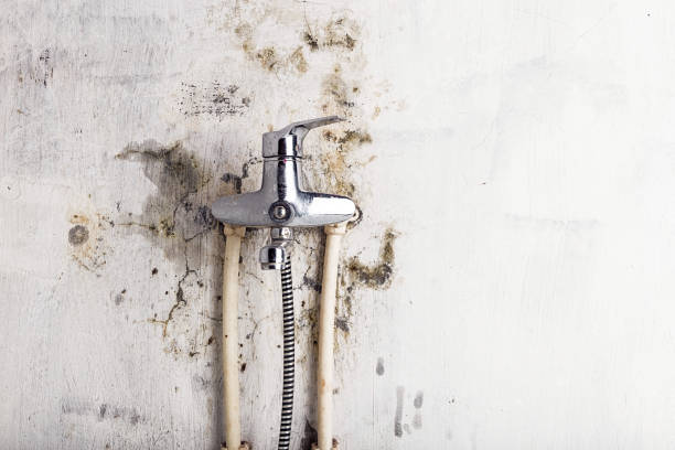 Trusted Sonoma, CA Mold Removal Experts