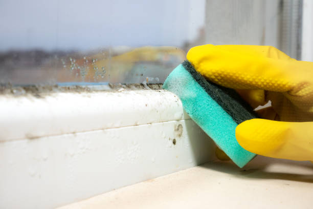 Best Commercial Mold Removal  in Sonoma, CA