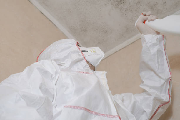 Office Mold Removal Services in Sonoma, CA