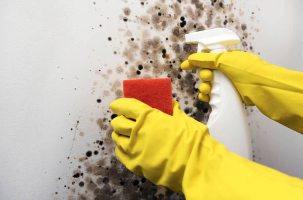 Best Toxic Mold Removal  in Sonoma, CA