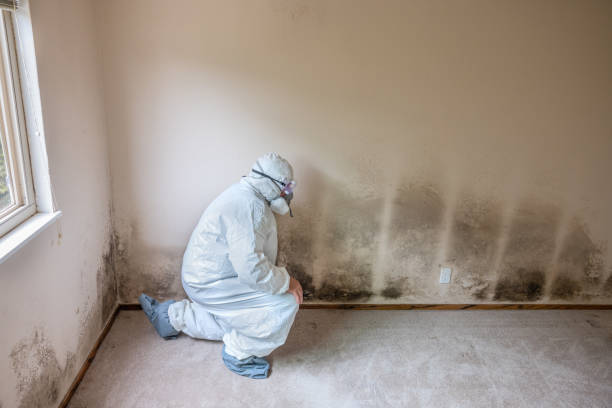 Best Residential Mold Removal  in Sonoma, CA