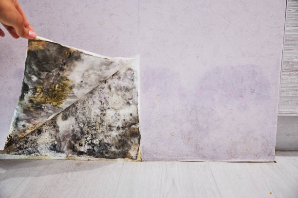 Best Certified Mold Removal  in Sonoma, CA